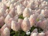 Hortenzija šluotelinė ,Magical Sweet Summer' (lot. Hydrangea paniculata)
